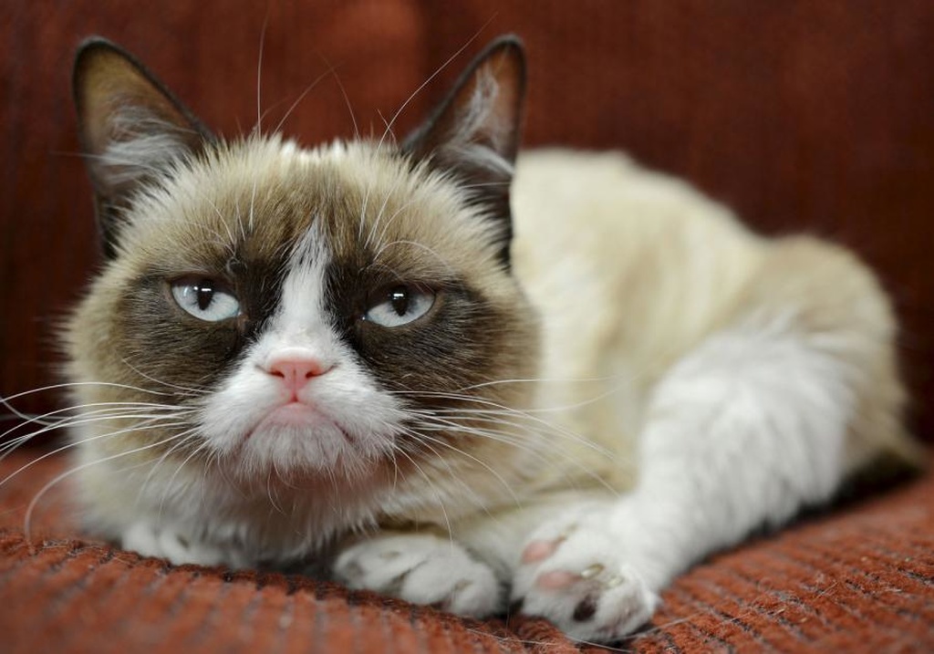 İnternet fenomeni pişik Grumpy Cat məhkəmədə sahibinə 710 min dollar qazandırdı- FOTO