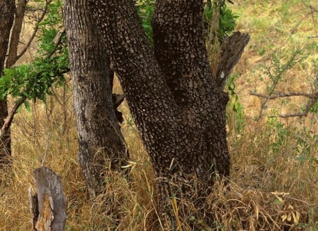 Bu fotoda yalnız bir heyvan var,lakin çox adam tapa bilmir