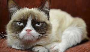 İnternet fenomeni pişik Grumpy Cat məhkəmədə sahibinə 710 min dollar qazandırdı- FOTO