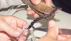 Xərçəngə çarə tapmaq üçün 500 əqrəblə yaşayırlar