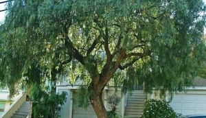 30 il boyunca uşağı kimi baxdığı ağacı kəsilən adamın intiqamı