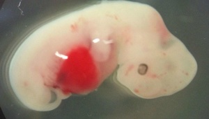 İlk Qoyun-İnsan hibridi canlılar istehsal olunub! Bəs nə üçün?!