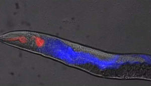 Dünyada ilk: Alimlər ölüm anını BELƏ GÖRÜNTÜLƏDİ 