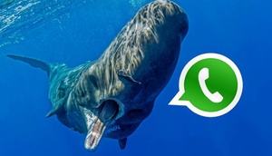 Mavi Balina WhatsApp ilə yayılır
