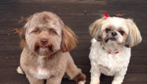 Həm sevimli həm də ürküdücü insana oxşar üzü ilə məşhur olan it