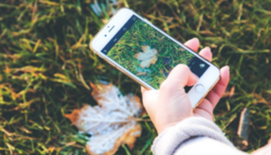 Təbiəti Kəşf etmək istəyənlər üçün yeni Shazam kimi proqram: iNaturalist