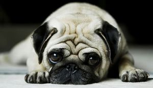 İnsanoğlu, itləri səhv başa düşmüş ola bilərmi?