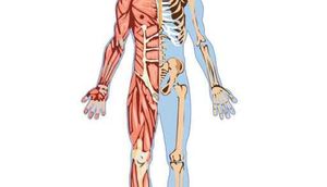 Varlığından Bixəbər Olduğumuz Bir İnsan Orqanı Kəşf Edildi!