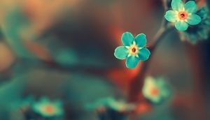 Çiçəklər, açacaqları vaxtı necə bilirlər?