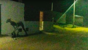 Gecələr ortaya çıxaraq çaxnaşmaya səbəb olan "Yarı insan, yarı it' olan  varlıq!