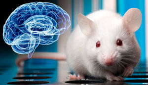 İnsan beyni siçana köçürüldü