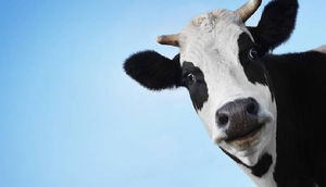 Alimlər: İnəklər bir gün dünyaya hökm edə bilər!