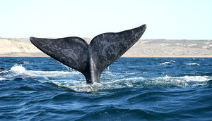 Alimlər, balinaların və delfinlərin səslərini canlı yayımda paylaşdı!