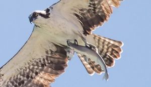 Balıq ovlamış köpək balığını ovlayan şahinin tutulduğu möhtəşəm fotoşəkil