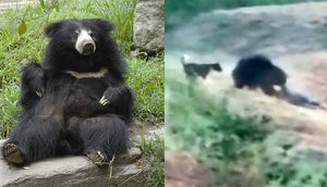 Bir Adam, Selfie Çəkdirmək İstədiyi Ayının Hücumuna Məruz Qaldı!