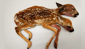 Meşədə tapılan cüt başlı maral - FOTO