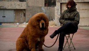 Bir qadının sahibləndiyini düşündüyü itin "ayı" olduğu ortaya çıxdı 