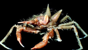 Daha əvvəl heç görülməyən yeni dəniz canlıları kəşf edildi 