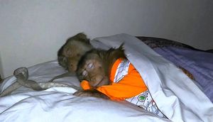 Edilən araşdırmaya görə meymunların yataqları, insanlarınkından daha təmizdir