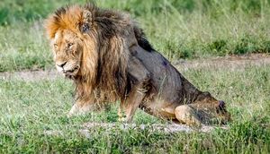 Sürüdən atılaraq ölümə tərk edilən aslanın ürək sıxan görüntüləri