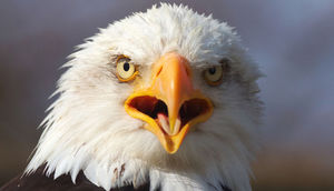 Quşların Niyə Dişlərinin Olmadığını Bilirsinizmi?