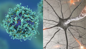 Alimlər, qan hüceyrələrini həqiqi beyin hüceyrələrinə çevirdilər!