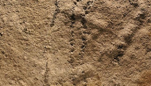 Çində 551 milyon illik 'Dünyanın ən qədim ayaq izi' tapıldı!