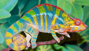 Rəng dəyişə bilən nano lazer texnologiyası