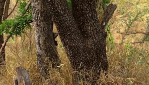 Bu fotoda yalnız bir heyvan var,lakin çox adam tapa bilmir