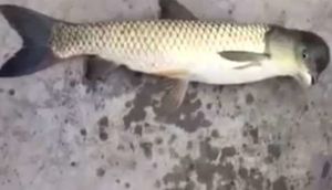 Tora düşən heyvan insanları çaş-baş saldı - Baş hissəsi quş, bədən hissəsi isə balıqdır / VİDEO