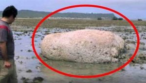 Sahildə tapılan naməlum canlı görünüşü ilə hər kəsi şoka saldı - Sən demə.../ FOTO