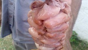 Bunun nə olduğunu biləndə gözlərinizə inanmayacaqsınız - FOTO