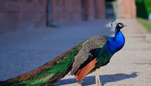 Selfiyə görə tovuzquşunu ölənə qədər incitdilər