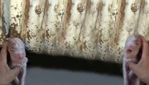 İnsan üzlü donuz görənləri çaşqına çevirdi