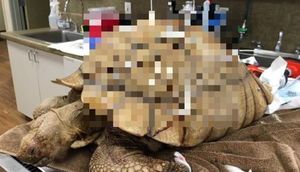 Onu taparkən bu halda idi - İnsanlıqdan utandıran FOTOLAR