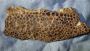 Bunun nə olduğunu biləndə təəccüblənəcəksiniz - FOTOYA DİQQƏT