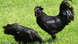 Əti də sümüyü də qara, qiyməti isə 1252 manat olan toyuqlar