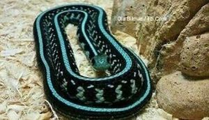 Bunun nə olduğunu biləndə təəccüblənəcəksiniz - FOTO