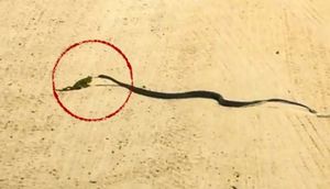 Sosial media bu görüntülərdən danışır - İlan ovuna yaxınlaşdı və.../ VİDEO