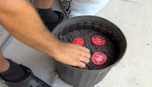 Çürümüş pomidoru vedrədə əkən şəxs gördüklərinə inanmadı - FOTOLAR