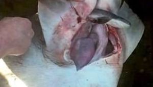 Köpək balığının qarnını yardı, içindən çıxanlar şok etdi - FOTOLAR