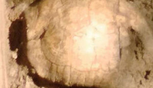 2 min illik məzardan çıxdı - Görənlər heyrət içində - FOTO