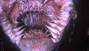 Bunun nə olduğunu biləndə təəccüblənəcəksiniz - FOTO