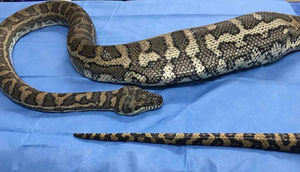 İlanın qarnından çıxanlar görənləri şok etdi - Öləcəkdi, amma... - FOTO