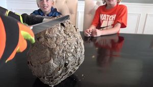 İnternetdən arı pətəyi sifariş etdi, içindən görün nə çıxdı - FOTOLAR