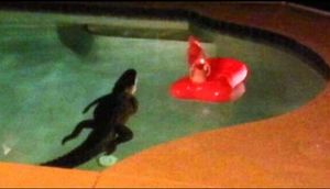 Evin arxasından qəribə səslər eşitdilər, gördüklərindən dəhşətə gəldilər - FOTO