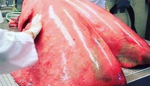 Bunun nə olduğunu biləndə şoka düşəcəksiniz - FOTOYA DİQQƏT