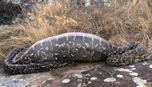 Nəhəng ilanın qarnından çıxanlar görənləri şok etdi - dəhşətli FOTOLAR