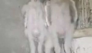 Quşabənzər canlılar insanları qorxuya saldı - Nə olduqları bilinmir/ VİDEO