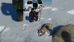 Güllələnmiş canavar gör nə oyun çıxardı! (Video izlə)